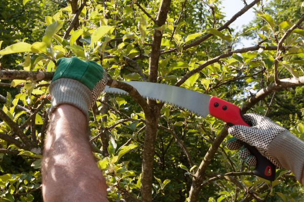 Apple Tree Trimming in Reston