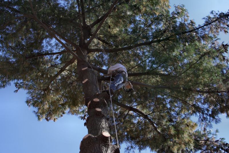Tree Pruning in Action