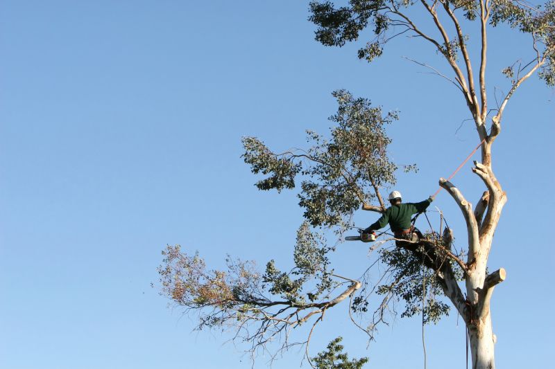 Tree Inspection Services